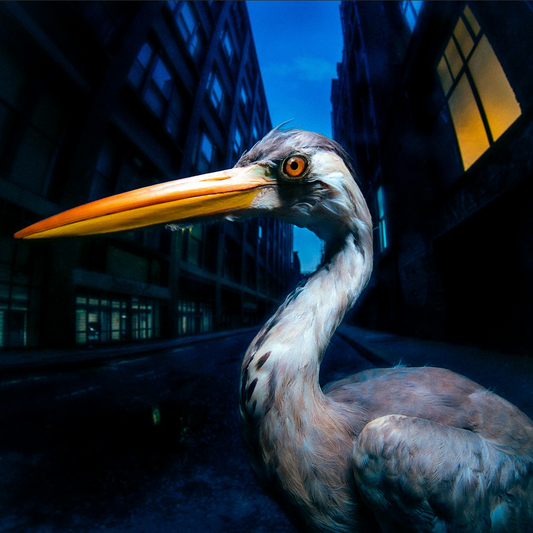 Antony Szmierek 'Decoding Birdsong' LP